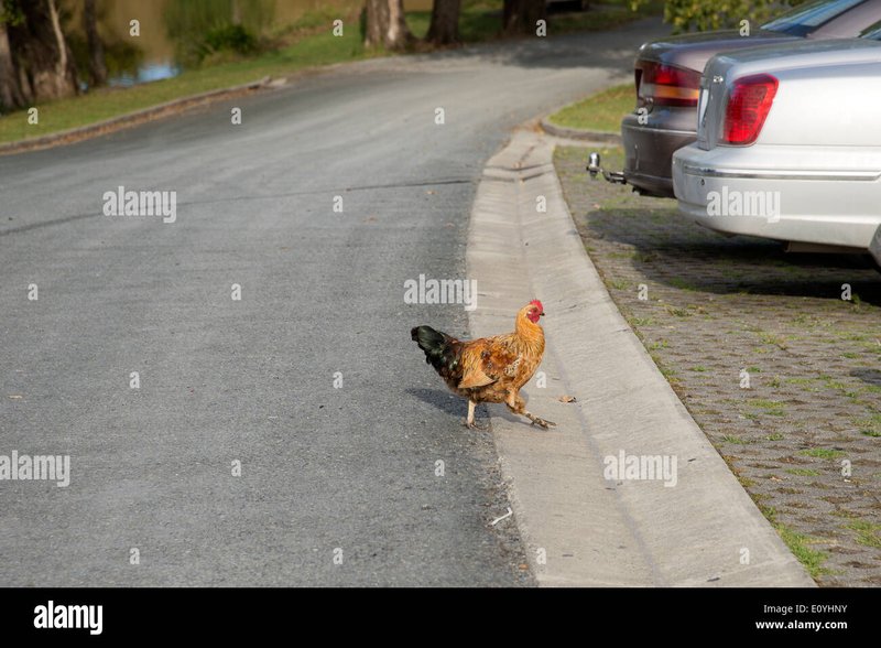 Descubre el Exclusivo Juego de la Carretera de Pollo en España Online in Spain